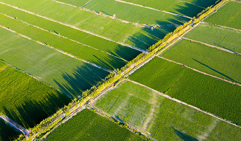 你需要知道的微生物菌肥的十大优势